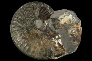 Fossil Jurassic Ammonite (Leioceras) - Germany #117180