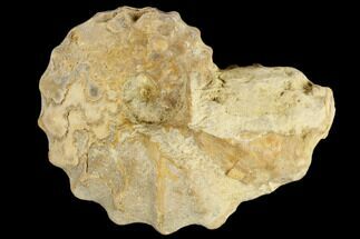 Fossil Ammonite (Calycoceras) - Texas #117209