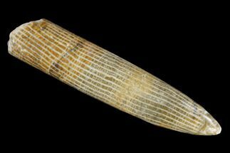 - Polished Devonian Fossil Horn Coral #117960