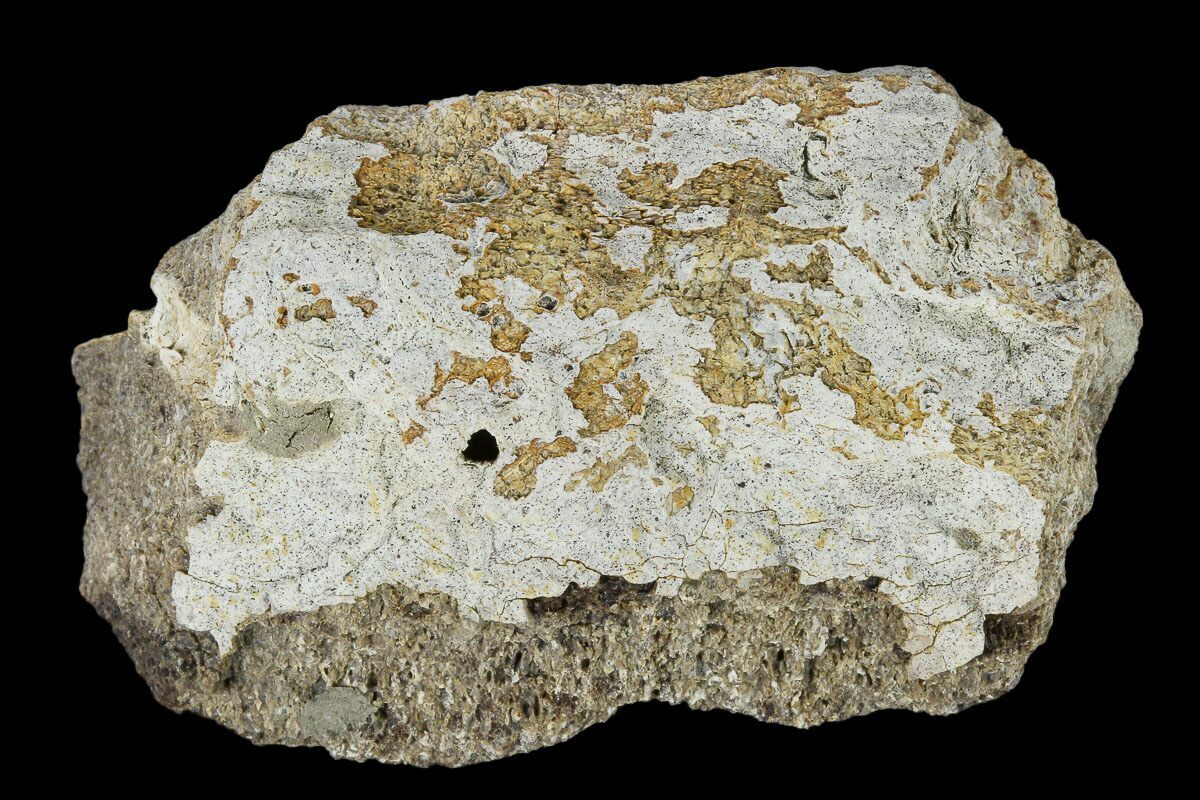 triceratops frill fossil