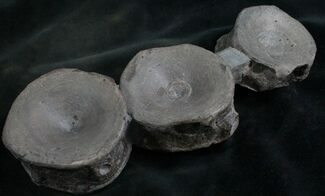 Three Associate Ichthyosaur Vertebrae - Germany #8217