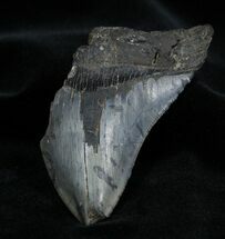 Inch Georgia Megalodon Tooth #1374