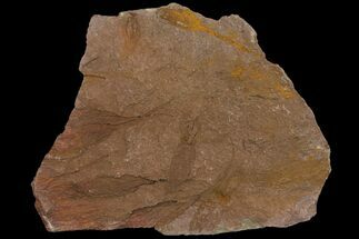 6.1" Wide, Eocrinoid (Ascocystites) Plate - Ordovician - Fossil #118211
