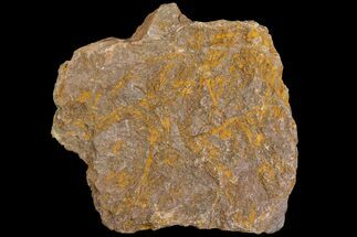 5.8" Wide, Eocrinoid (Ascocystites) Plate - Ordovician - Fossil #118228