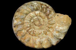 Huge, Jurassic Ammonite Fossil - Madagascar #118424