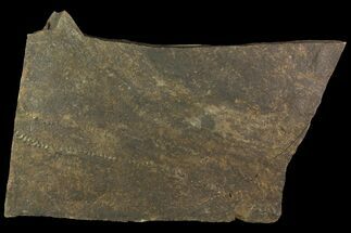Long Cruziana (Fossil Trilobite Trackway) - Morocco #118360