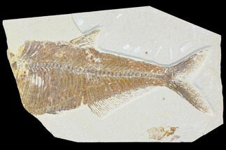 Partial, Fossil Fish (Diplomystus) - Green River Formation #119446