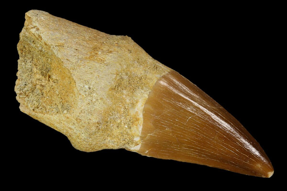 mosasaur tooth price