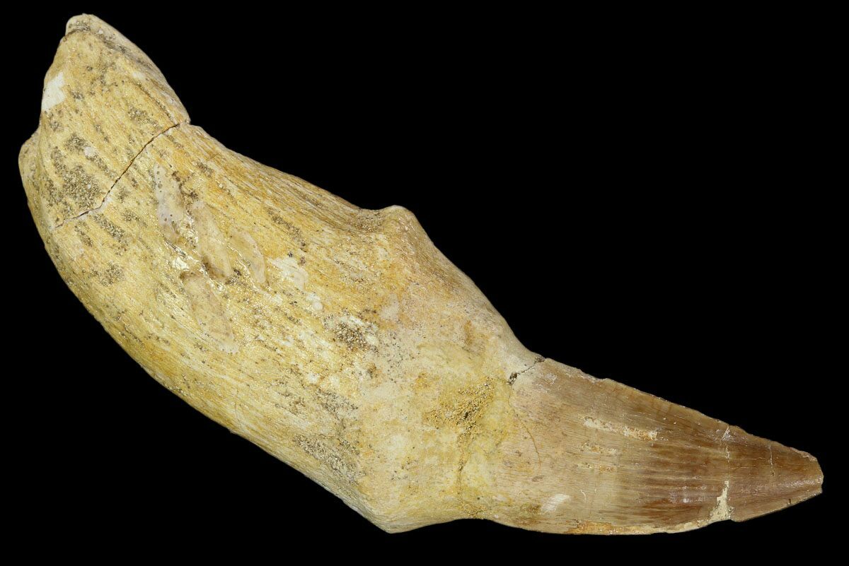 mosasaurus teeth for sale