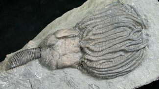 Spectacular Platycrinites Crinoid - #8342