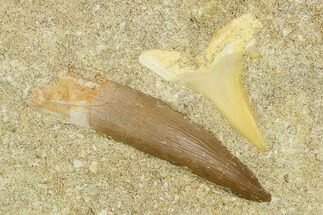 Fossil Plesiosaur, Shark Shark Tooth & Fish Verts - Morocco #119669