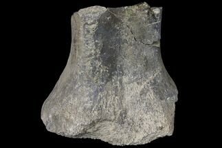 Partial Sauropod Caudal Vertebra - Colorado #120280