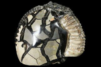 Fossil Ammonite In Septarian Nodule - Madagascar #113668