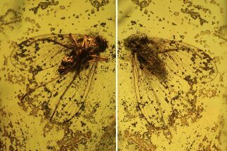 Fossil Moth Fly (Psychdidae) In Baltic Amber #120654