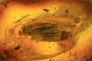 mm Detailed Fossil Insect In Baltic Amber #120666