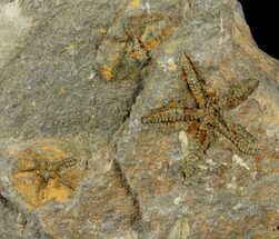 Fossil Starfish (Petraster?) & Edrioasteroid (Spinadiscus) - Morocco #118333