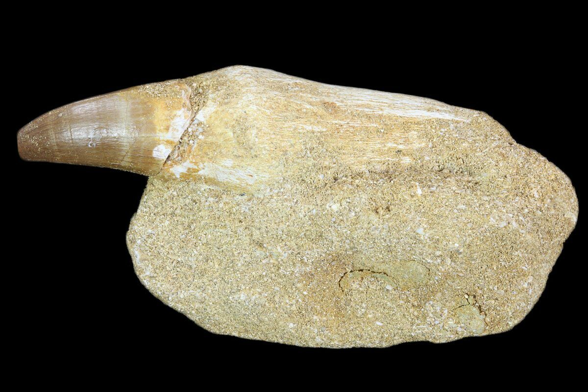 mosasaur tooth fossil