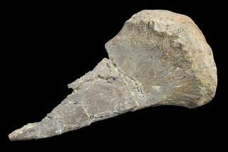 Partial Theropod Dinosaur Ulna - Aguja Formation, Texas #116737