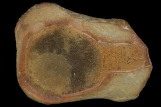 Fossil Jellyfish (Octomedusa) In Ironstone Nodule - Illinois #120707