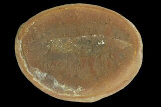 1.9" Fossil Shrimp (Kallidecthes) Pos/Neg - Illinois - Fossil #120720