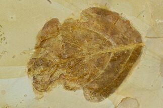 Fossil Leaf (Sassafras) - Montana #120864