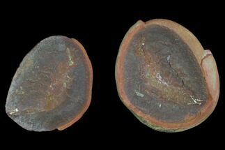 Fossil Shrimp (Kallidecthes) Nodule (Pos/Neg) - Illinois #120894