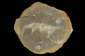 Fossil Shrimp (Peachocaris) Pos/Neg - Illinois #120902