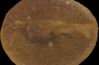 Fossil Shrimp (Peachocaris) - Illinois #120921