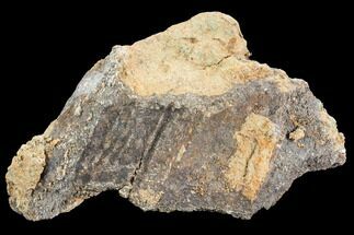 Unprepared Fossil Sauropod Bone Section - Morrison Formation #120574