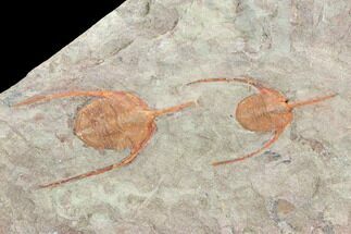Two Lonchodomas (Ampyx) Trilobites - Morocco #120745