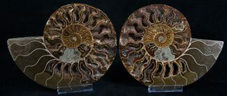 Gorgeous Polished Ammonite Pair - Crystals #8415