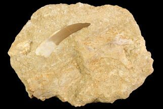 Fossil Plesiosaur Tooth & Partial Enchodus Jaw - Morocco #121700