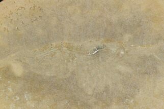 Fossil Shrimp (Lobetelson) - Mazon Creek #120970
