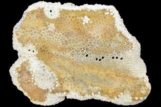 8.4" Polished, Fossil Coral Slab - Indonesia - Fossil #121882