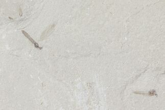 Fossil Crane Flies (Pronophlebia) - Green River Formation, Utah #109110