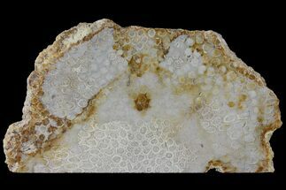 Polished, Fossil Coral Slab - Indonesia #121915