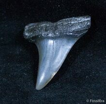 Fossil Mako Shark Tooth - Belgium #1413