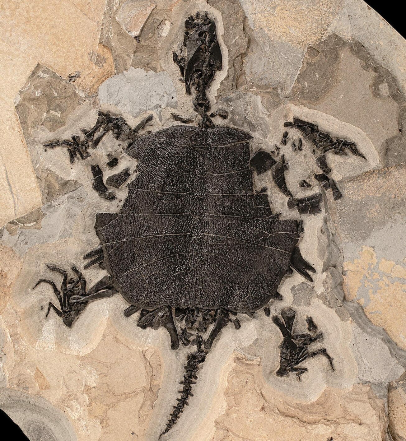 Incredible 30 Fossil Turtle Apalone Green River Formation 122208 For Sale 