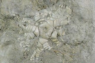 Fossil Crinoid (Zeacrinites) Plate - Alabama #122399