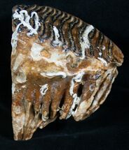 Juvenile Woolly Mammoth Molar With Roots #8483