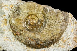 2.2" Ammonite Fossil - Boulemane, Morocco - Fossil #122424