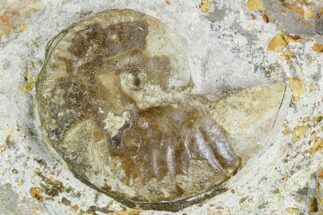 Ammonite Fossil - Boulemane, Morocco #122426