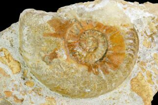 1.4" Ammonite Fossil - Boulemane, Morocco - Fossil #122427