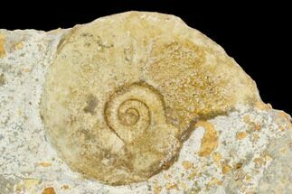 Ammonite Fossil - Boulemane, Morocco #122433