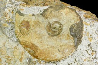 Ammonite Fossil - Boulemane, Morocco #122434