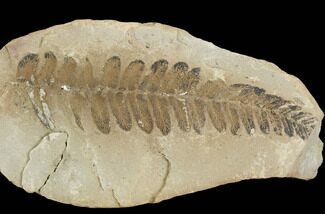 Fossil Fern (Neuropteris) Pos/Neg - Mazon Creek #121182