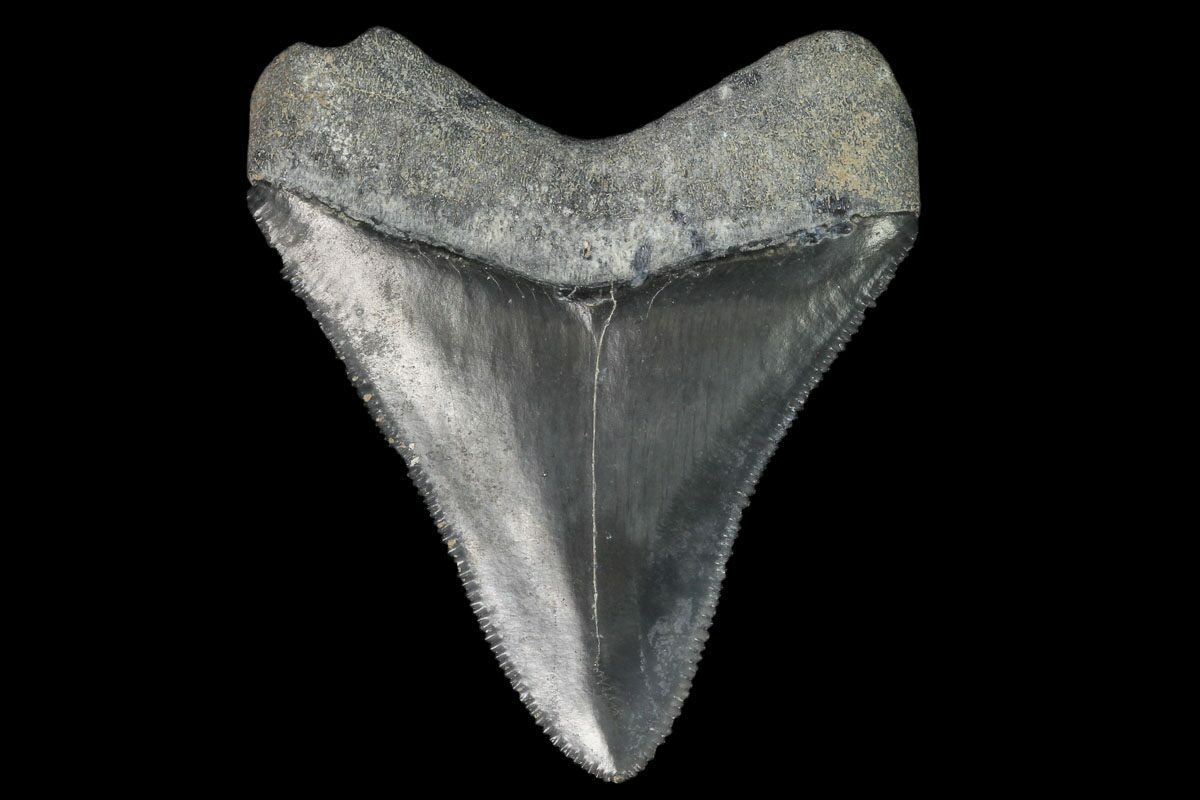 Serrated, 2.39" Fossil Megalodon Tooth - Florida For Sale ...