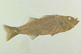 Beautiful, Fossil Fish (Mioplosus) - Wyoming #122677