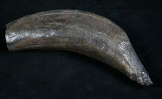 Nice Fossil Sperm Whale Tooth - Georgia #8537