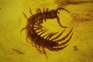 mm Fossil Centipede (Geophilomorpha) In Baltic Amber #123311